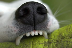 dog bite injury